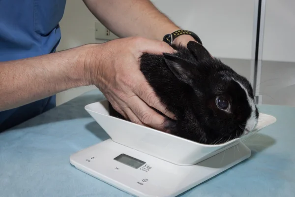 Veterinário colocando um coelho em escala — Fotografia de Stock