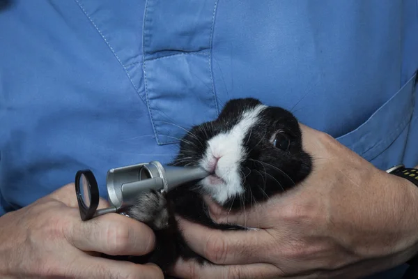 Ветеринар осматривает кролика — стоковое фото