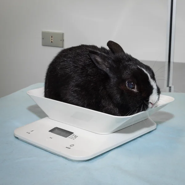 Conejo a escala veterinaria —  Fotos de Stock