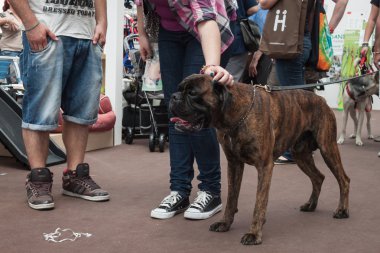 ve köpekler, fiera Milano sergi quattrozzampe