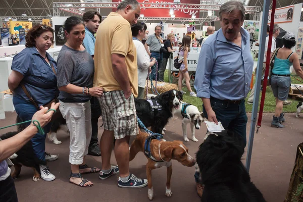 Y perros en la exposición Quattrozzampe in fiera en Milán —  Fotos de Stock