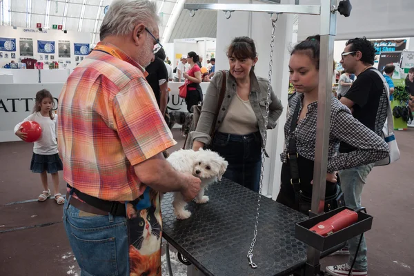 Y perros en la exposición Quattrozzampe in fiera en Milán —  Fotos de Stock