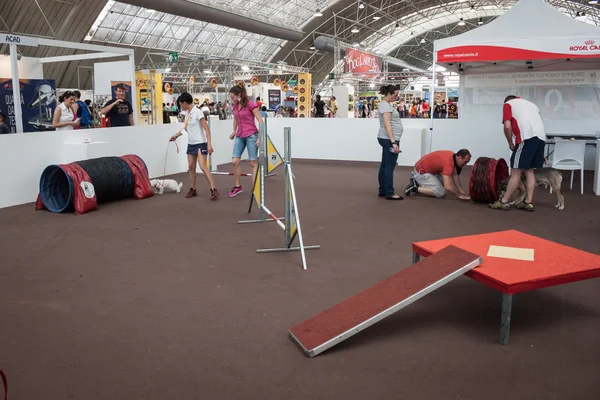 And dogs at Quattrozzampe in fiera exhibition in Milan — Stock Photo, Image