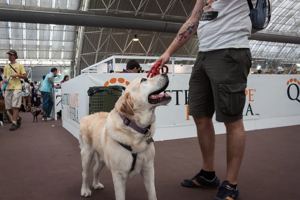 ミラノの見本市展示会の quattrozzampe で犬と — ストック写真