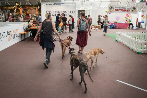 Ve köpekler, fiera Milano sergi quattrozzampe — Stok fotoğraf