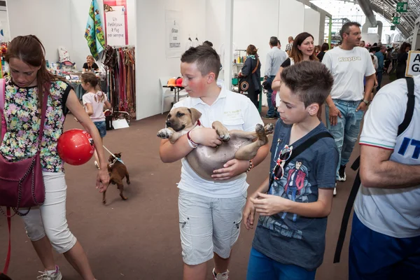 En honden bij quattrozzampe in fiera tentoonstelling in Milaan — Stockfoto