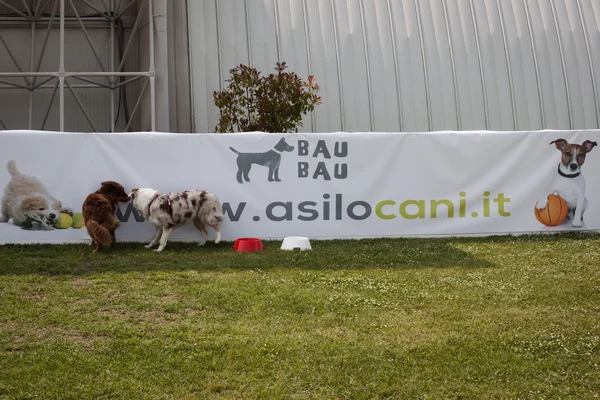 En honden bij quattrozzampe in fiera tentoonstelling in Milaan — Stockfoto