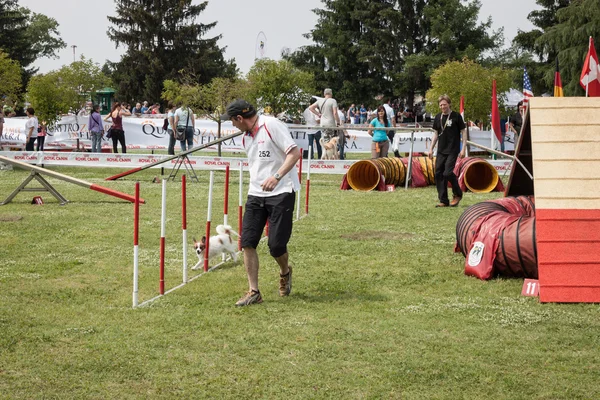 Ve köpekler, fiera Milano sergi quattrozzampe — Stok fotoğraf