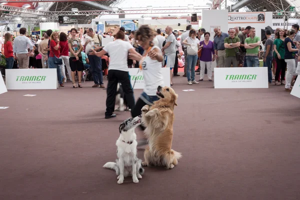 Et chiens au Quattrozzampe in fiera exposition à Milan — Photo