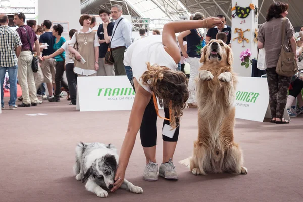Και τα σκυλιά στο quattrozzampe στο fiera έκθεση στο Μιλάνο — Φωτογραφία Αρχείου
