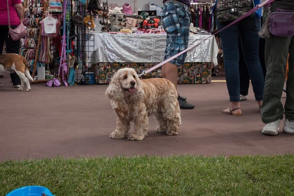 ミラノの見本市展示会の quattrozzampe で犬と — ストック写真