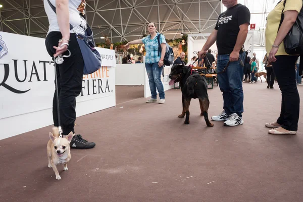 ミラノの見本市展示会の quattrozzampe で犬と — ストック写真