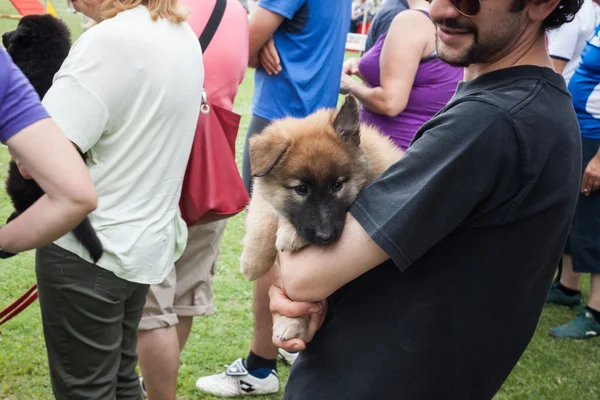 En honden bij quattrozzampe in fiera tentoonstelling in Milaan — Stockfoto