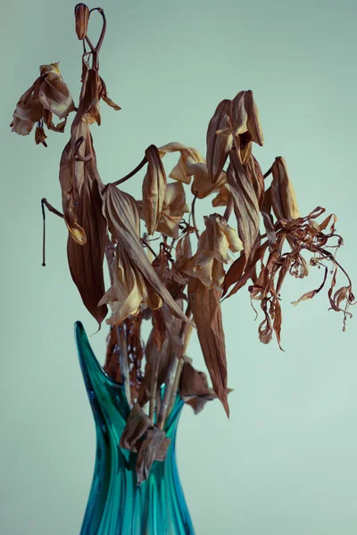 Dried flowers in a vase — Stock Photo, Image