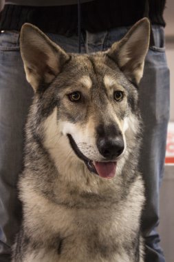 Uluslararası köpekler sergi Milan, İtalya, saarloos wolfdog portresi