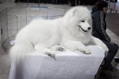 insanlar ve Köpekler köpekler uluslararası sergi Milan, İtalya