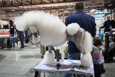 insanlar ve Köpekler köpekler uluslararası sergi Milan, İtalya