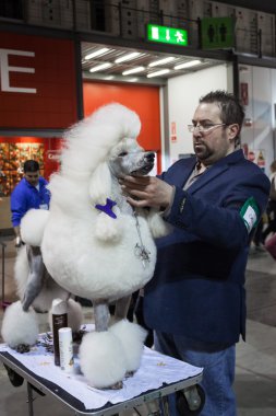 insanlar ve Köpekler köpekler uluslararası sergi Milan, İtalya