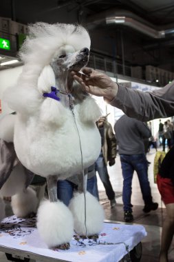 insanlar ve Köpekler köpekler uluslararası sergi Milan, İtalya