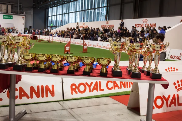 Cups and medals at the international dogs exhibition of Milan, Italy — Stock Photo, Image