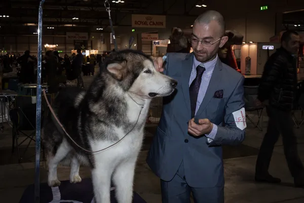 人和狗在米兰，意大利国际狗展 — 图库照片