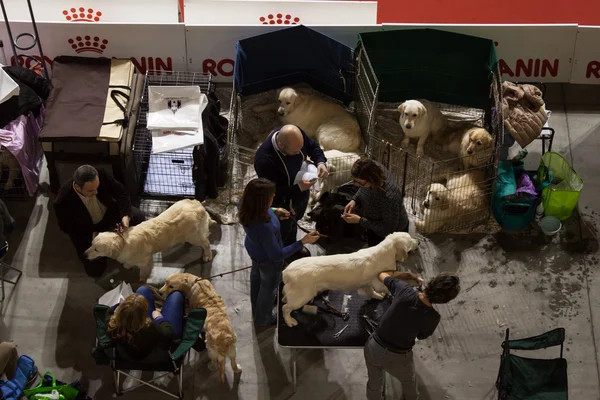 Vista superior de personas y perros en la exposición internacional de perros de Milán, Italia — Foto de Stock