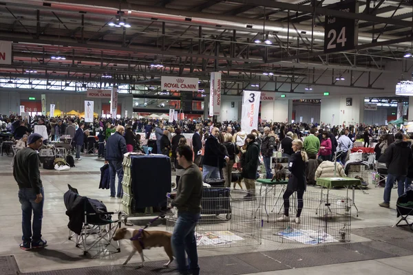 Lidé a psi na mezinárodní psi výstavě v Miláně, Itálie — Stock fotografie