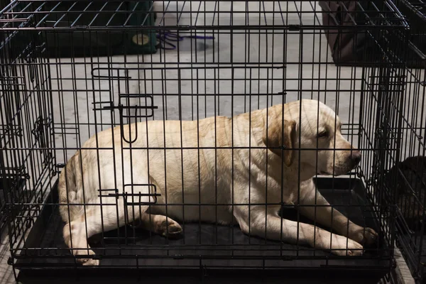 Labrador retriever en su perrera en la exposición internacional de perros de Milán, Italia — Foto de Stock