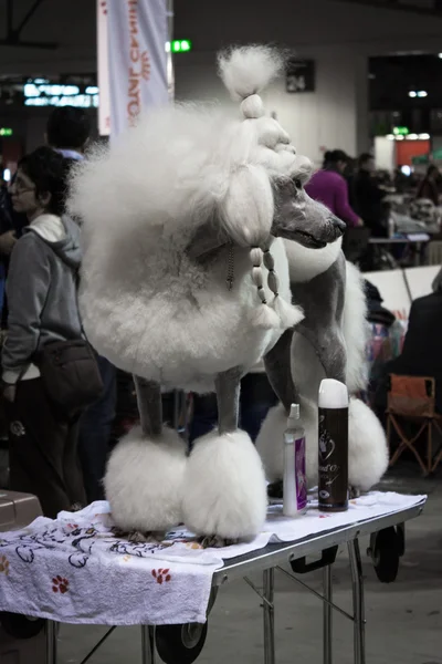 Pessoas e cães na exposição internacional de cães de Milão, Itália — Fotografia de Stock