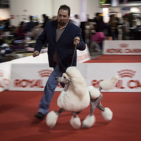 Criador y su caniche corriendo en la exposición internacional de perros de Milán, Italia —  Fotos de Stock