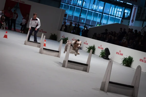 People and dogs at the international dogs exhibition of Milan, Italy — Stock Photo, Image