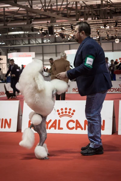 Breeder showing his poodle at the international dogs exhibition of Milan, Italy — Stock Photo, Image