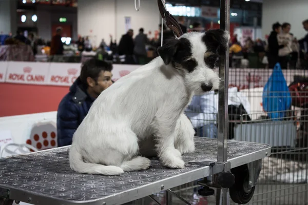 Personnes et chiens à l'exposition internationale des chiens de Milan, Italie — Photo