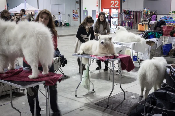 Personas y perros en la exposición internacional de perros de Milán, Italia — Foto de Stock