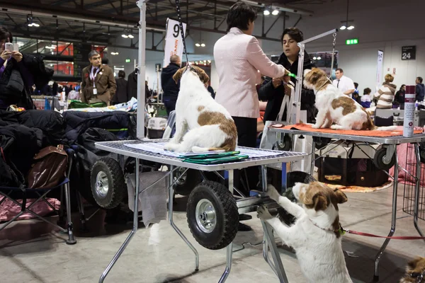 Personas y perros en la exposición internacional de perros de Milán, Italia —  Fotos de Stock