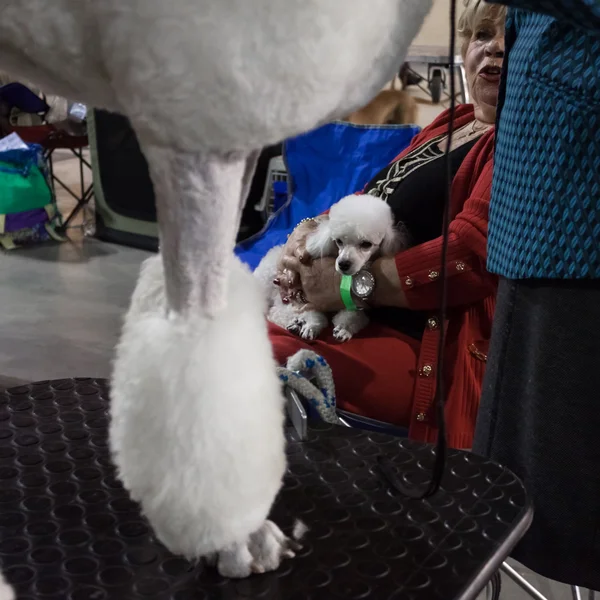 Personas y perros en la exposición internacional de perros de Milán, Italia — Foto de Stock