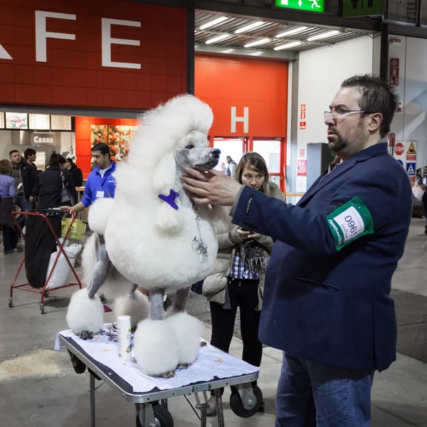 People and dogs at the international dogs exhibition of Milan, Italy — Stock Photo, Image