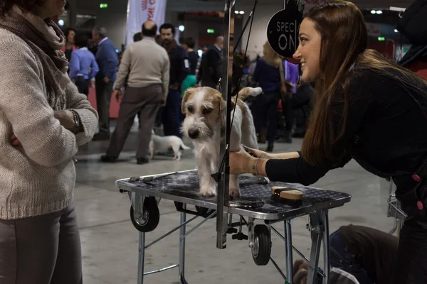 Personas y perros en la exposición internacional de perros de Milán, Italia —  Fotos de Stock