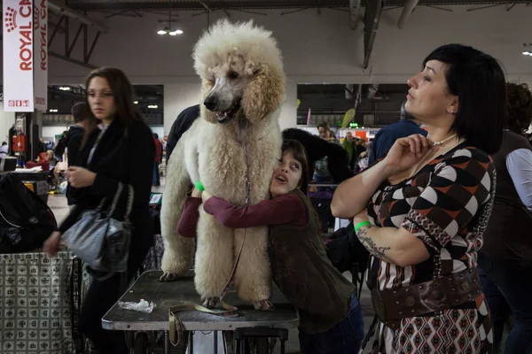 Mensen en honden op de tentoonstelling van internationale honden van Milaan, Italië — Stockfoto