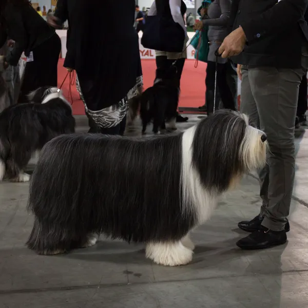 People and dogs at the international dogs exhibition of Milan, Italy — Stock Photo, Image