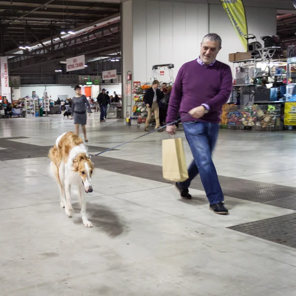 People and dogs at the international dogs exhibition of Milan, Italy — Stock Photo, Image