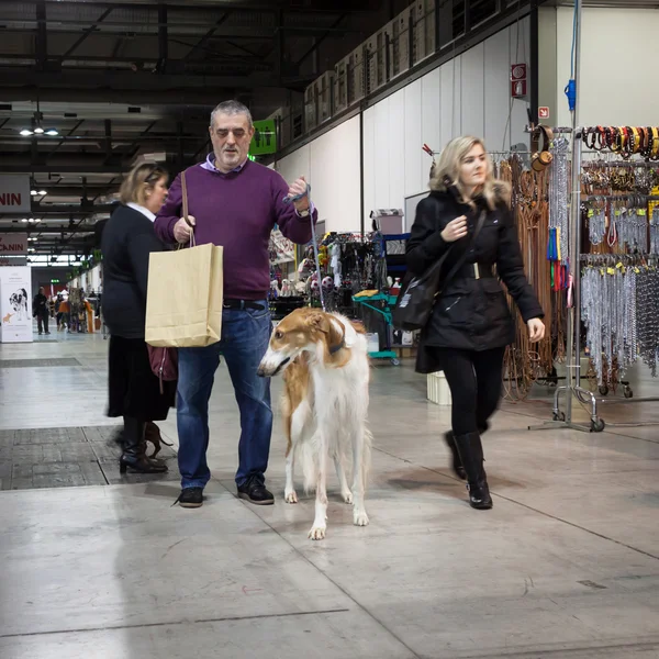 Ludzie i psy na wystawie międzynarodowej psy w Mediolan, Włochy — Zdjęcie stockowe