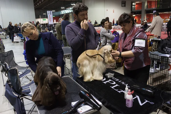 Personnes et chiens à l'exposition internationale des chiens de Milan, Italie — Photo