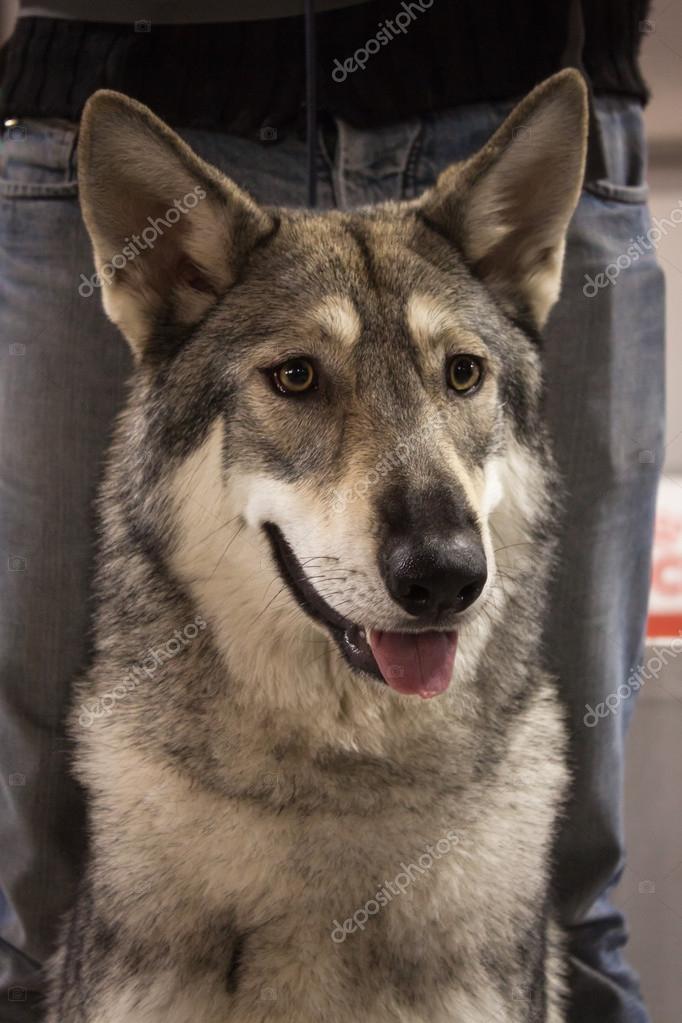 Potret Saarloos wolfdog di pameran anjing internasional di Milan