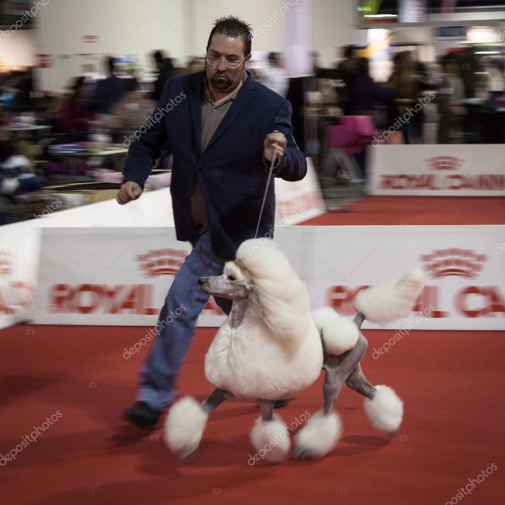 Breeder and his poodle running at the international dogs exhibition of