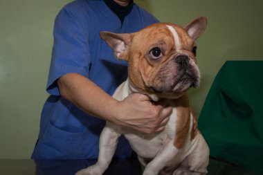 Fransız buldozer inceleyerek veteriner