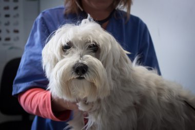 Batı dağlık beyaz korkunç köpek veteriner ile