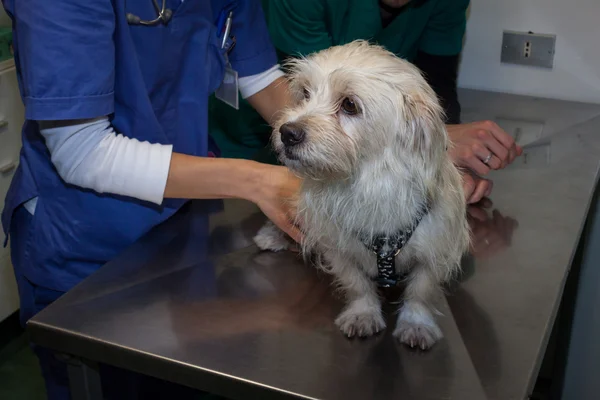 Vétérinaire examinant un chien blanc mignon — Photo