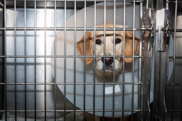 Perro convaleciente con collar isabelino — Foto de Stock