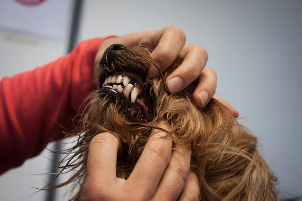 Veterinario che esamina i denti di un cane — Foto Stock